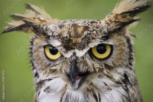 Owl closeup © JeffTheVideoGuy.com