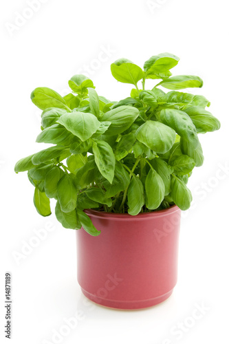 Basil plant isolated on white background