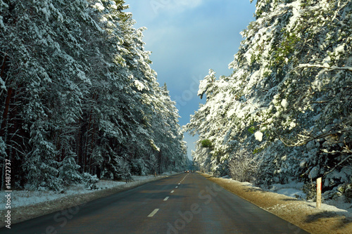 Road in winter with pines covered by snow