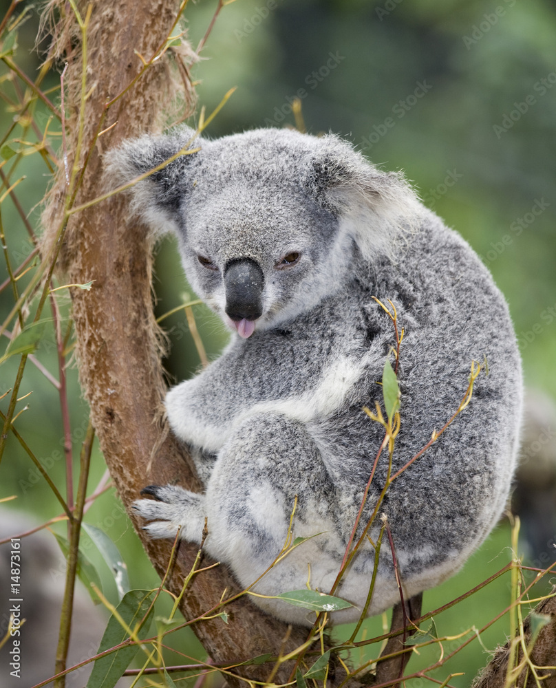 Obraz premium koala poking out tongue