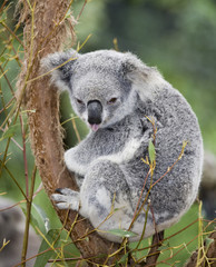Ingelijste posters Koala Koala steekt tong speels uit  © markrhiggins