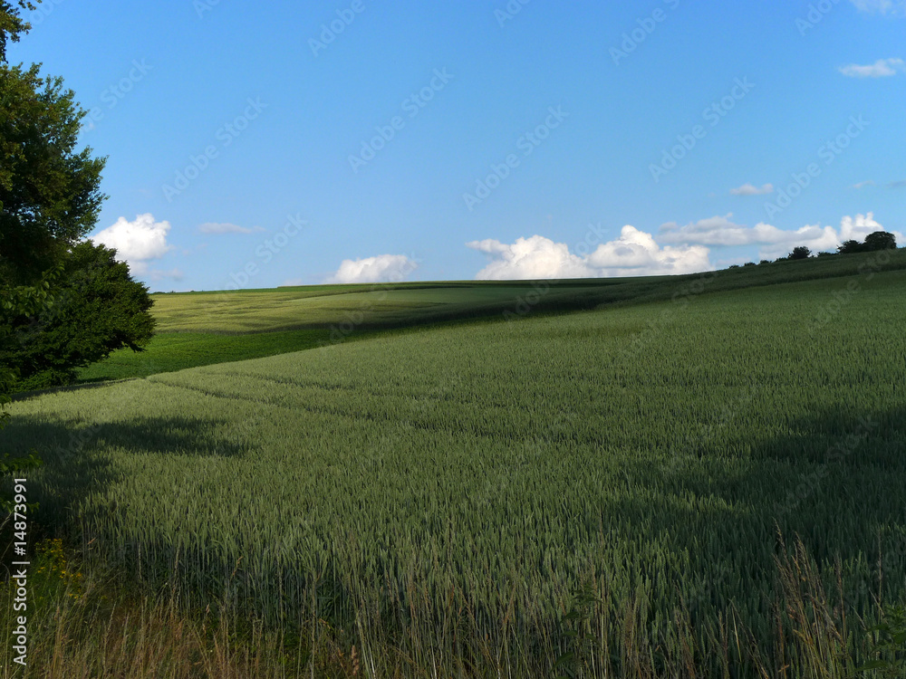 Obraz premium Weizenfeld