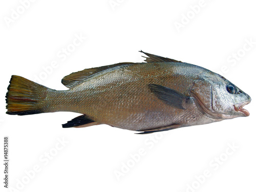 Maigre Fish