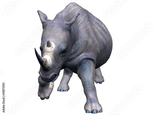 Attacking rhinoceros