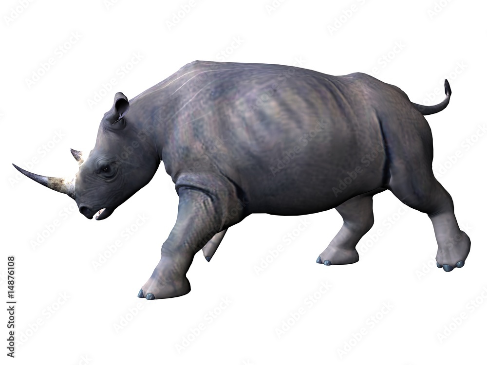 Fototapeta premium Side-view on chaarging rhinoceros