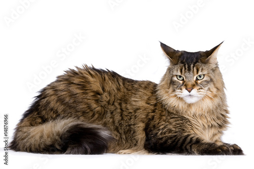 Cat sitting, Maine coon