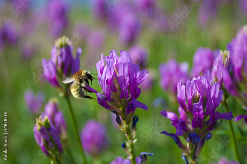 Bee near violet flower © Alexandr Makarov