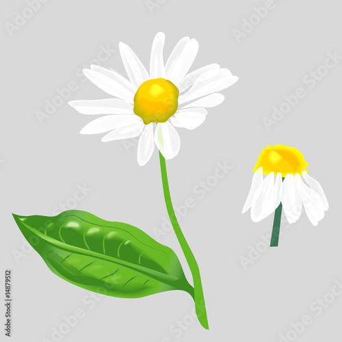 Camomile