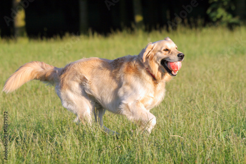 Happy Golden Retriever playing with ball