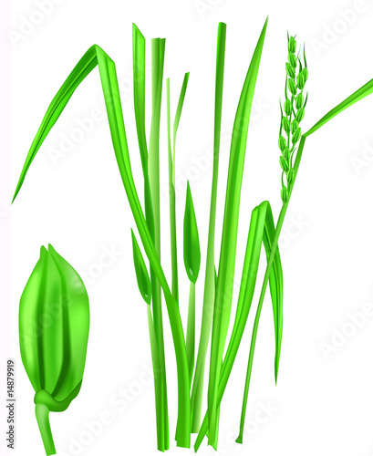 Rice