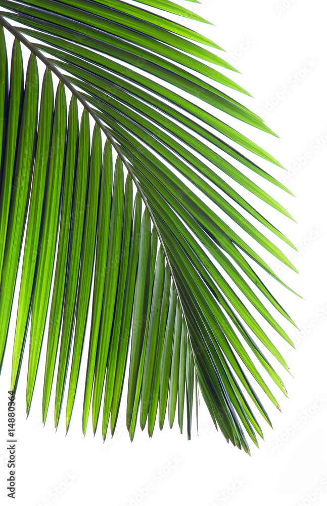 Fototapeta premium Leaves of palm tree isolated on white background