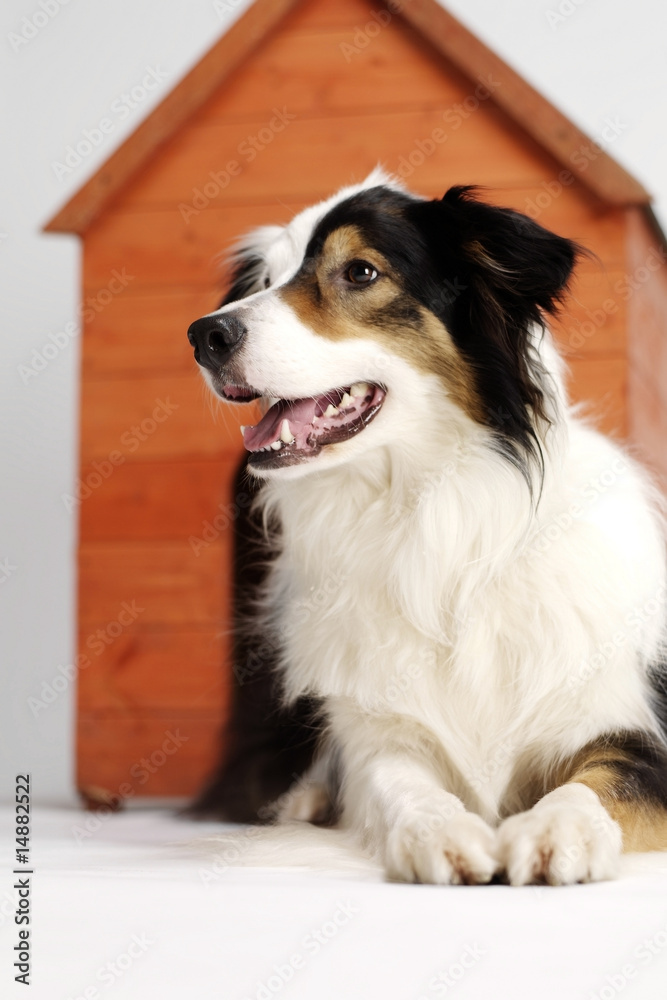 Border collie and her home 2