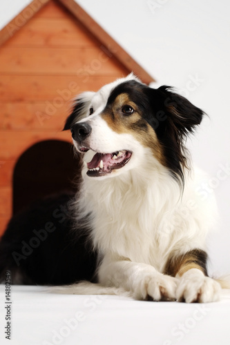 Border collie and her home 3 © Mark Matysiak