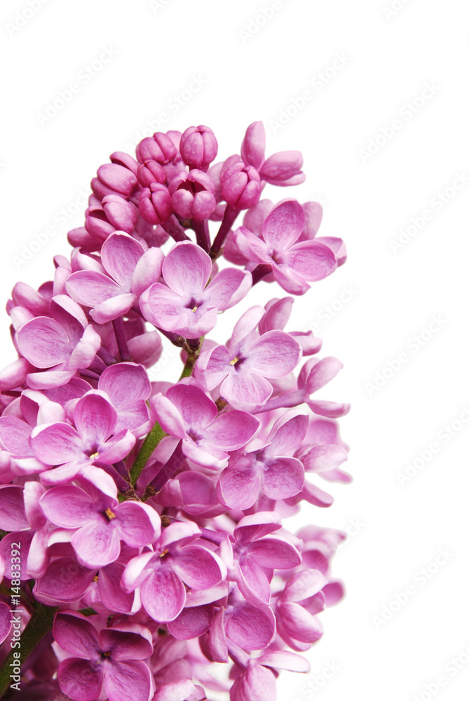 Flowers of a lilac Flowers of a lilac