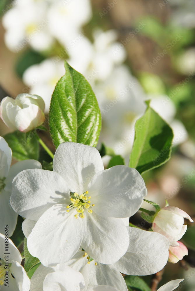 Fototapeta premium Branch blossoming apple-tree