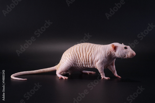 Obraz na plátně Standing male hairless rat Dumbo Sphynx breed.