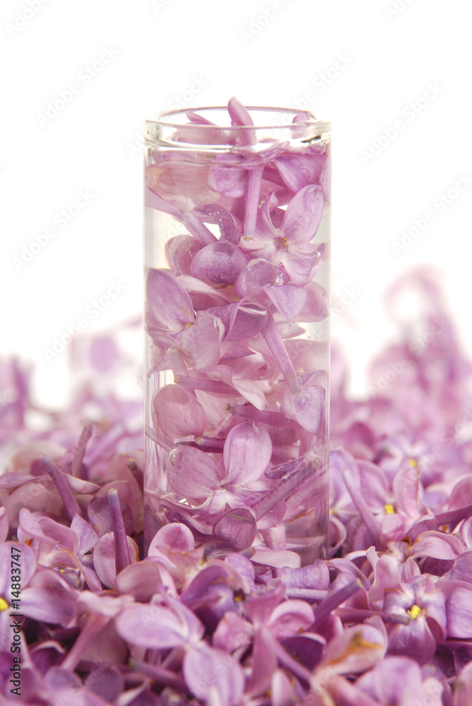 Fototapeta premium Flowers of a lilac