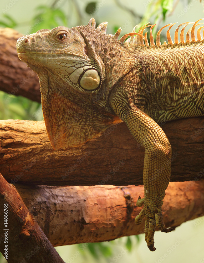 Fototapeta premium iguana