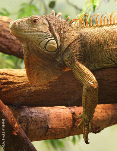 iguana