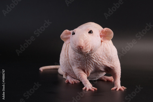 Bild auf Leinwand Male hairless rat Dumbo Sphynx breed.