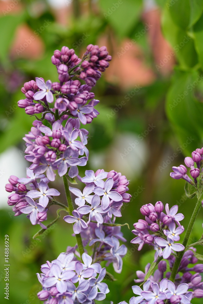 Obraz premium Flieder (Syringa) II
