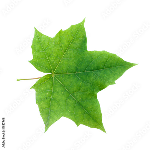 Isolated maple leaf