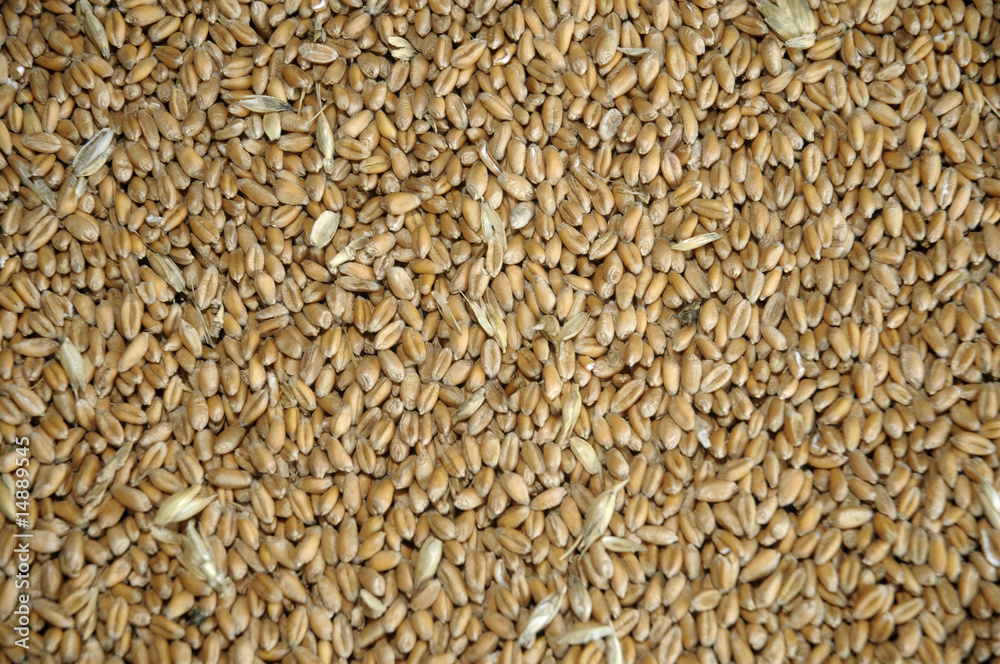wheat grains in bulk wheat grains in bulk