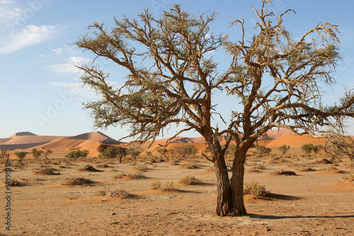 Acacia Tree in Sossusvlei  Namibia