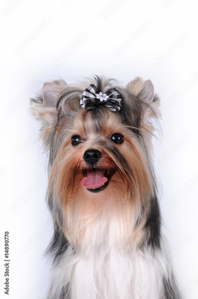 Naklejka premium Portrait of cute dog