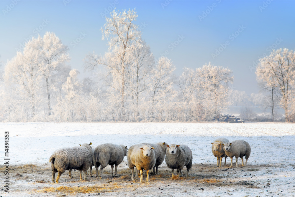sheep in dutch winter landscape sheep in dutch winter landscape
