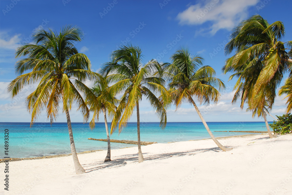 palms on the beach tropical island cuba