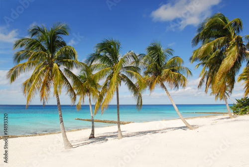 Fototapeta Naklejka Na Ścianę i Meble -  palms on the beach tropical island cuba