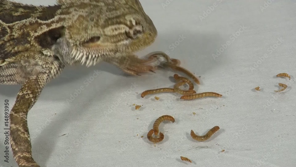 Bartagame beim Fressen Stock-Video - 1000 F 14893950 ENDfgAeYHHPxVM50trq7FqibW4w2LNxq