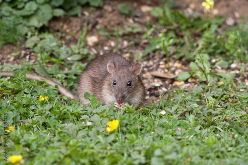 Wild Brown Rat