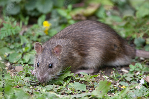 Wild Brown Rat