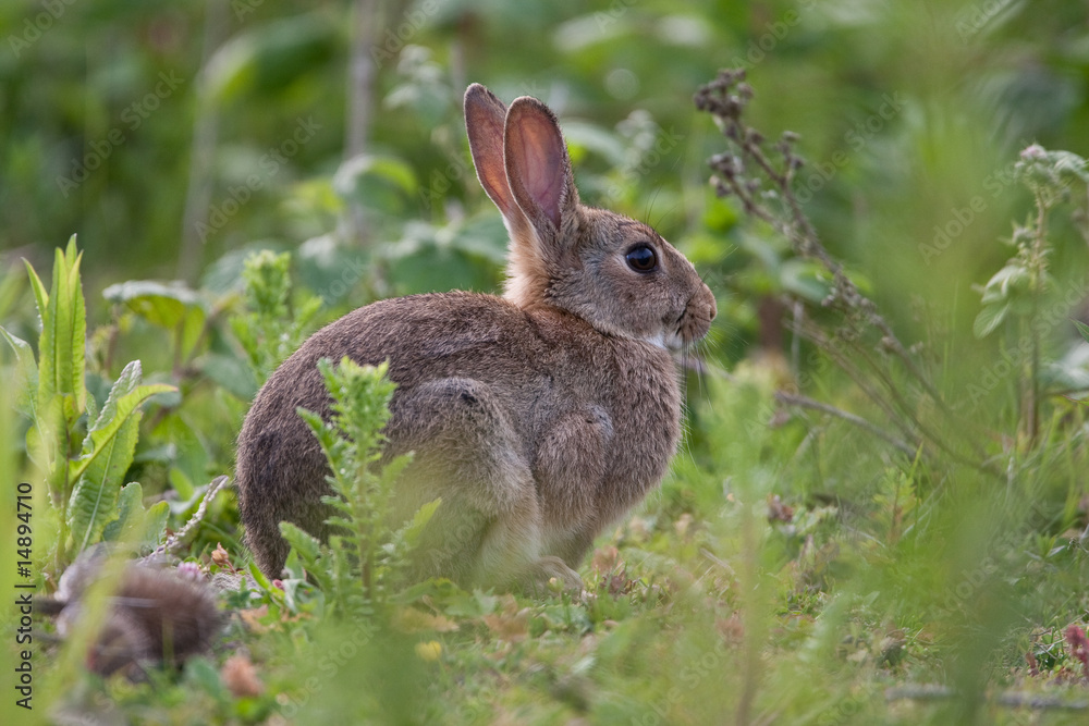 Fototapeta premium Wild Rabbit in the English countryside