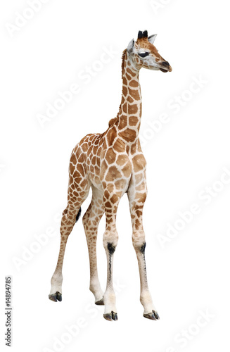 Giraffe calf on white