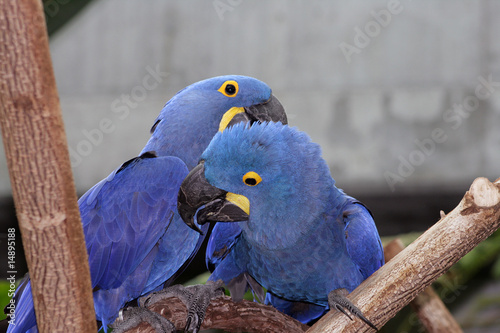 Macaw Pair © James Becker