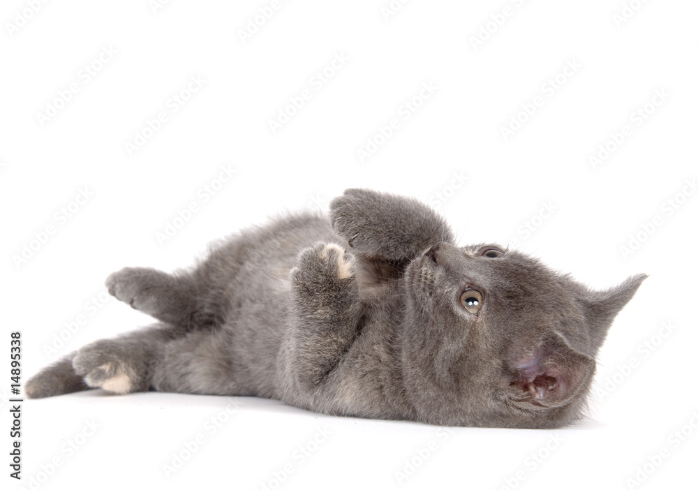 Fototapeta premium Gray kitten laying on white background