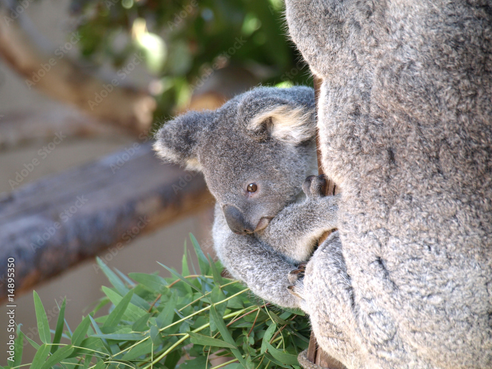 Obraz premium Baby Koala