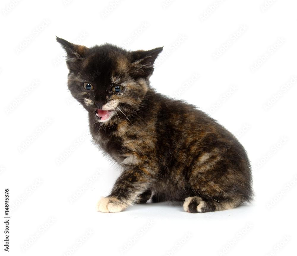 Multi color kitten crying
