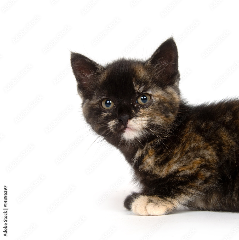 Obraz premium Multi color kitten on white