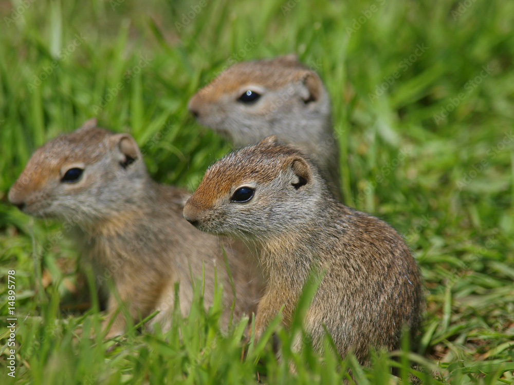 baby prairie dogs baby prairie dogs