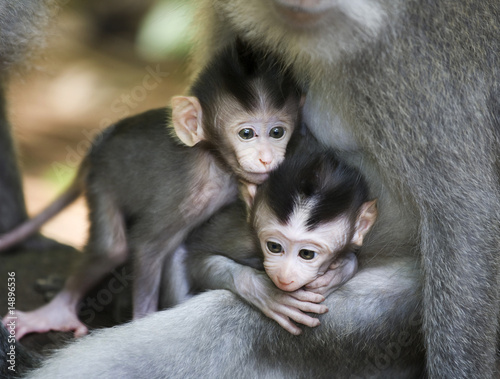 Photography monkey twins