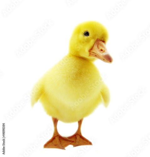 Billede på lærred gosling