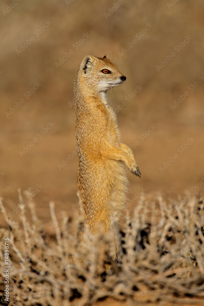 Alert yellow mongoose (Cynictus penicillata), South Africa Alert yellow mongoose (Cynictus penicillata), South Africa