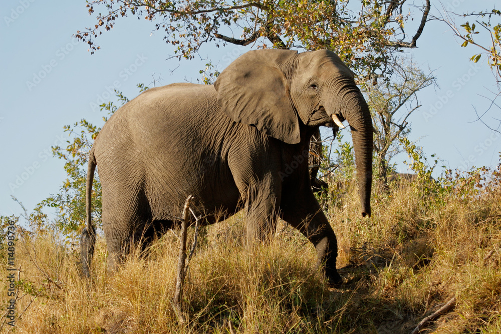Obraz premium African elephant (Loxodonta africana), Kruger N/P, South Africa