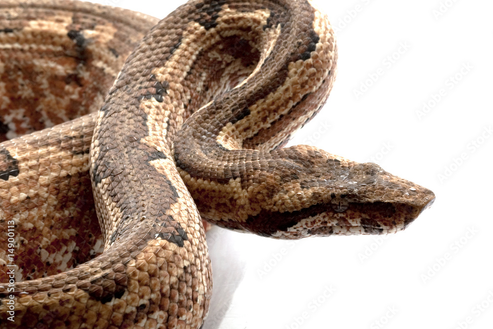 Solomon island ground boa Solomon island ground boa