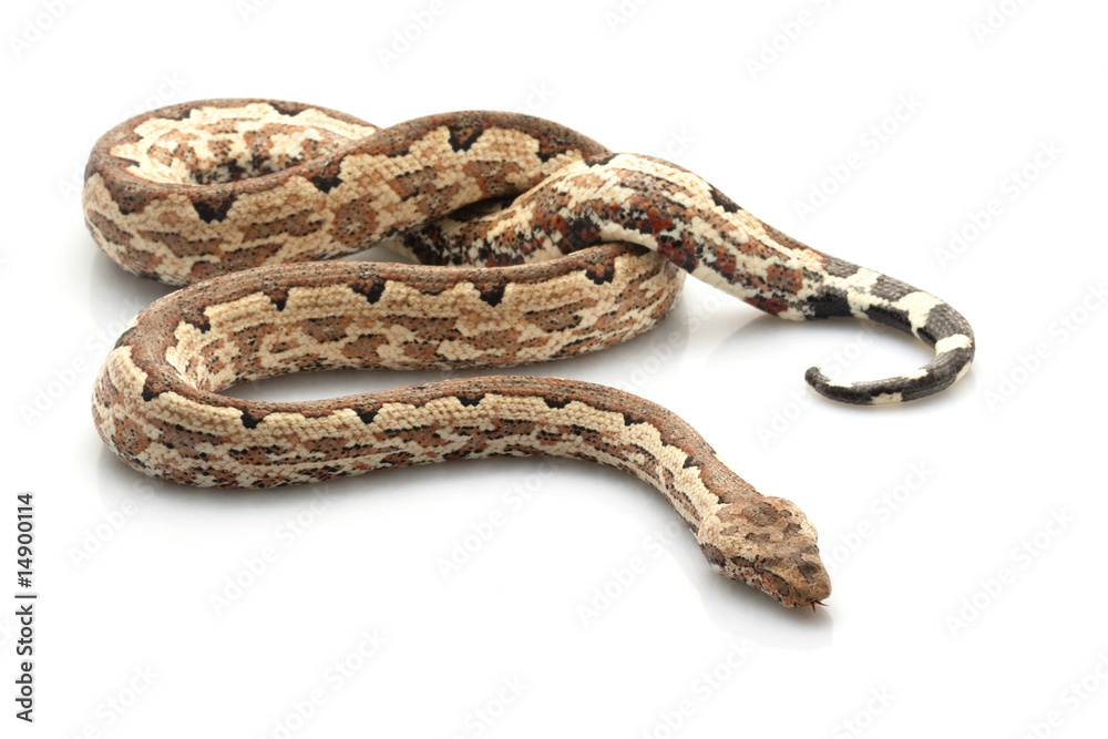 Solomon island ground boa Solomon island ground boa