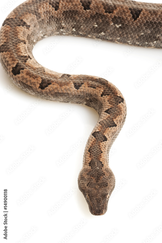 Obraz premium Solomon Island Ground Boa